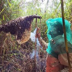 Gác kèo ong ở rừng U Minh - Kỳ 4: Những đoàn phong ngạn đi theo gió rừng