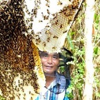 Gác kèo ong ở rừng U Minh - Kỳ 5: Nghề gác kèo ong vẫn 'hái ra tiền'