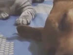 Chú mèo táng vào đầu con chó vì ngủ ngáy quá to