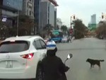 Ôtô vượt đèn đỏ, chó chờ đèn xanh