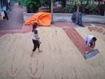 Cả nhà cuống cuồng cào lúa chạy trời mưa
