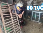 Bái phục khả năng bắt gà cực gắt của bà cụ... 80 tuổi