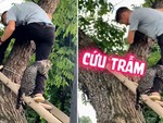 Chú mèo sợ độ cao, 'gào thét' nhờ cứu vì lỡ nghịch dại trèo lên cây không xuống được