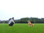 Chú chó Shiba âm mưu 'tạo phản' vì 'bất mãn' với cậu chủ khiến người xem không nhịn được cười