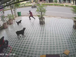 Người đàn ông 'múa quyền' khiến chó dữ hoảng sợ bỏ chạy