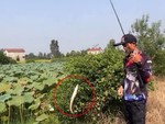 Cao thủ câu cá lóc bằng nhái
