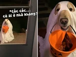 'Cậu vàng' hóa trang thành ma đi xin kẹo ngày Halloween