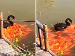 Thiên nga đen được bầy cá 'hộ tống' dẫn vào chỗ có đồ ăn