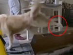 Chú chó bực mình đá chiếc hộp vì để ngay chỗ nằm của mình