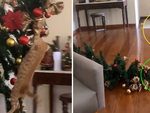 'Hoàng thượng' chạy mất dép vì làm hư cây thông Noel