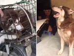 Chàng trai tốt bụng mua lại chú chó Alaska bị bắt bán thịt