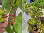 Cô gái nổi quạu vì bỏ 700.000 mua phải cây sung bonsai gắn keo 502
