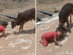 Cậu bé dùng 'thiết đầu công' húc bò con chạy trối chết