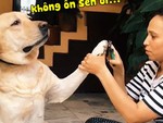 Chú chó giả vờ ngất xỉu khi chủ cắt móng chân