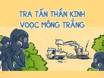 Voọc mông trắng sống trong rừng cũng chịu cảnh ô nhiễm tiếng ồn