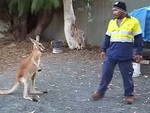Người đàn ông giao lưu vài đường quyền với Kangaroo