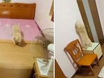 Chú chó biết trải chiếu, bật quạt rồi tắt đèn đi ngủ