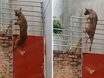 Chó leo cổng  cao hơn 3m trốn nhà đi chơi
