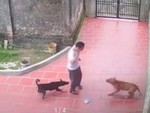 Khách chạy té khói khi 'chó nhà em ngoan lắm, không cắn đâu'