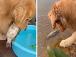 Chú chó từ chối ăn cá vì thích phóng sinh
