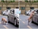 Chú chó nhặt rác trả lại cho tài xế ôtô vứt bừa bãi