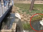 Thiên nga bố động viên, cỗ vũ gia đình vượt thác