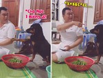 Chú chó tủi thân khi xin miếng ăn bị Sen mắng