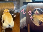 'Hoàng thượng' bất lực vì bị chú chó chiếm chỗ nằm