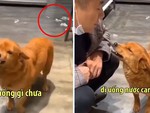 'Cậu Vàng' cười thảo mai, giả vờ hỏi han chủ để trốn tội