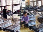 Chú chó chăm chỉ tập thể dục để giữ dáng