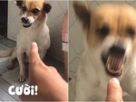 Chú chó nổi giận khi bị chủ 'bắt cười'