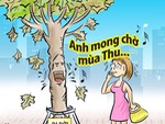 Hà Nội: Cây phong lá đỏ 'đi nghỉ mát' vì nắng nóng gay gắt