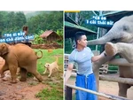 Những chú voi con lầy lội và hài hước nhất hành tinh
