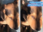 Chú chó ngồi buồn bã vì bị ong đốt sưng miệng