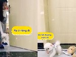 Cún cưng hờn dỗi khi bị sen cho 'ra ở riêng'