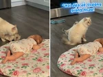 Mèo mẹ kéo con ra làm quen với cậu chủ