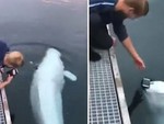 Cá voi trắng lượm điện thoại trả cho chàng trai làm rơi xuống nước