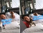 Chú mèo run như cầy sấy khi sen ngủ ngáy tưởng là ma