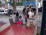 Chú chó được cô gái tặng đồ mới sau khi bị thanh niên trộm mất áo