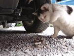 Rắn bị mèo tát không trượt phát nào