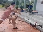Cô gái bắt gà trong một nốt nhạc