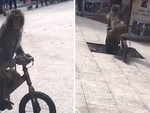 Chú khỉ đạp xe mãi nhìn người đẹp đâm vào gốc cây