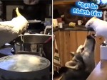 Vẹt trộm đồ ăn san sẻ cho chú chó