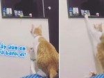 'Hoàng thượng' lấy đồ chơi giúp mèo con