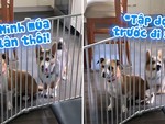 Chú chó mê múa lân khi Tết Trung thu sắp tới