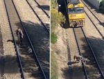 Người đàn ông cứu chú chó trước mũi tàu hỏa