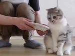 Chú mèo giận dỗi vì sen không hiểu ý khi cho ăn