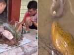 Lật tẩy màn bắt lươn khủng triệu view trên TikTok