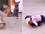 Chú chó đánh chiêng cổ vũ cho cậu chủ vật nhau với cún cưng