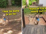 Chú chó mang củi về cho sen nhóm lửa để nướng thịt